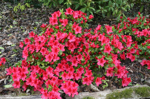 Azalée du Japon (Azalea Japonica) 1 - Achat en ligne