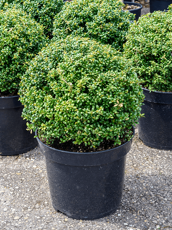 Houx Crénelé en boule (Ilex Crenata)
