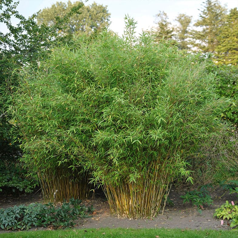 Fargesia Murielae Jumbo 1 - Achat en ligne