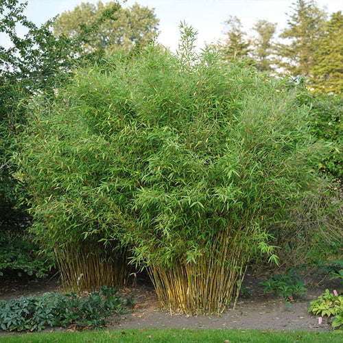 Fargesia Murielae Jumbo 1 - Achat en ligne