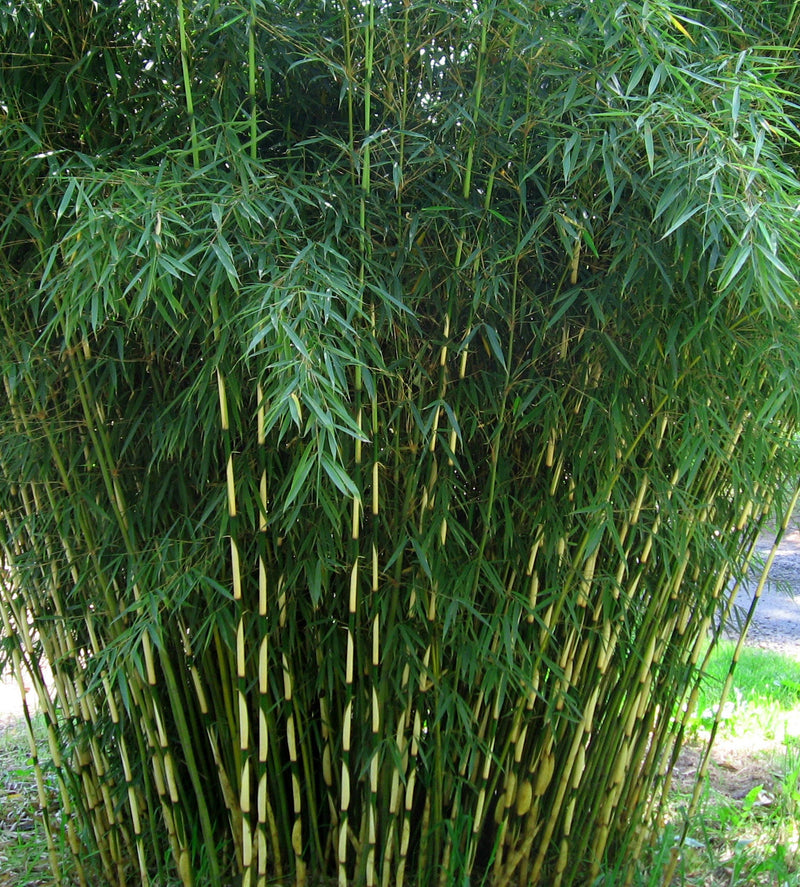 Fargesia Robusta Campbell 1 - Achat en ligne