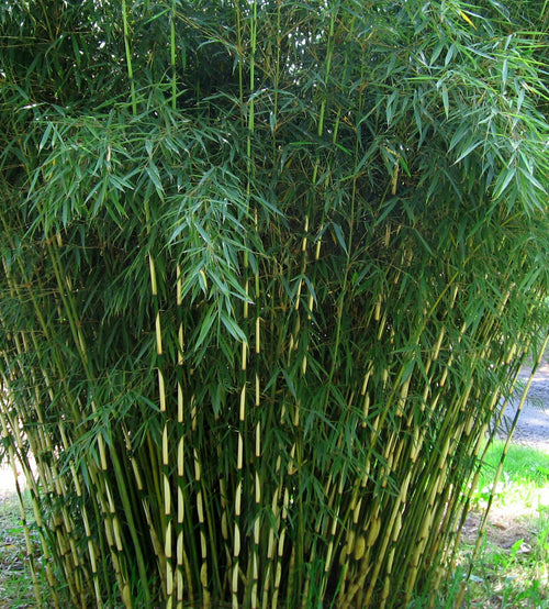 Fargesia Robusta Campbell 1 - Achat en ligne