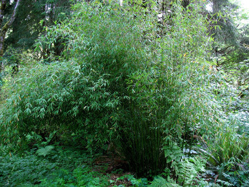 Fargesia Murielae Jumbo 1 - Achat en ligne