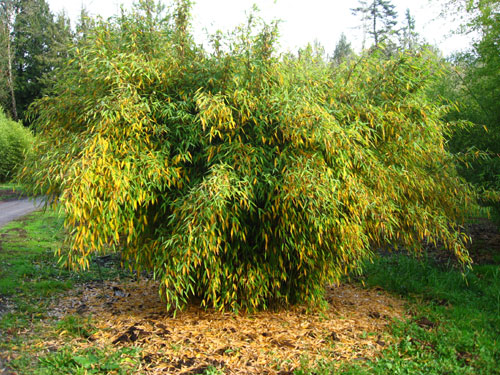Fargesia Murielae Jumbo 3 - Achat en ligne