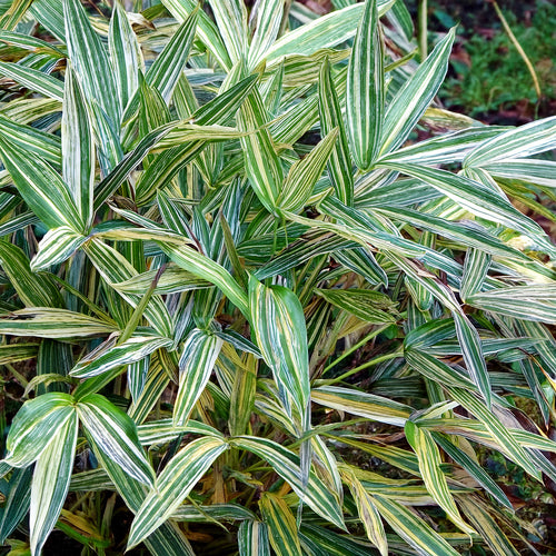 Bambusa Nana Variegata (Pleiob.For.Argenteom.) 1 - Achat en ligne