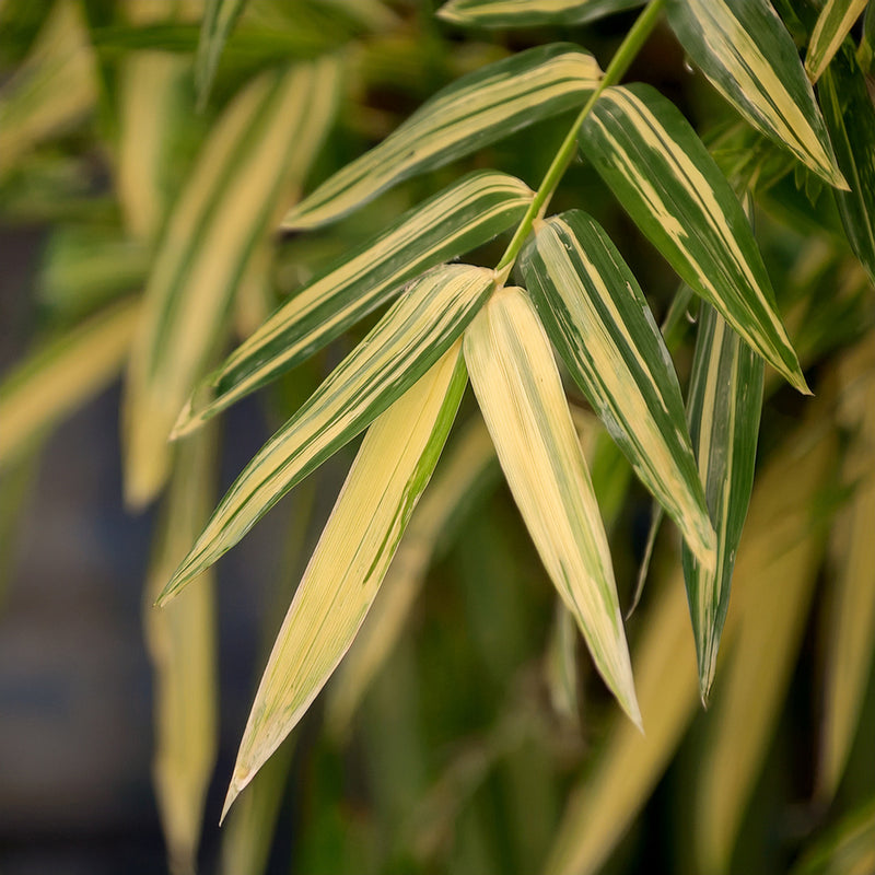 Bambusa Nana Variegata (Pleiob.For.Argenteom.) 2 - Achat en ligne
