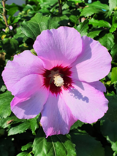 Hibiscus (Hibiscus syriacus) 1 - Achat en ligne