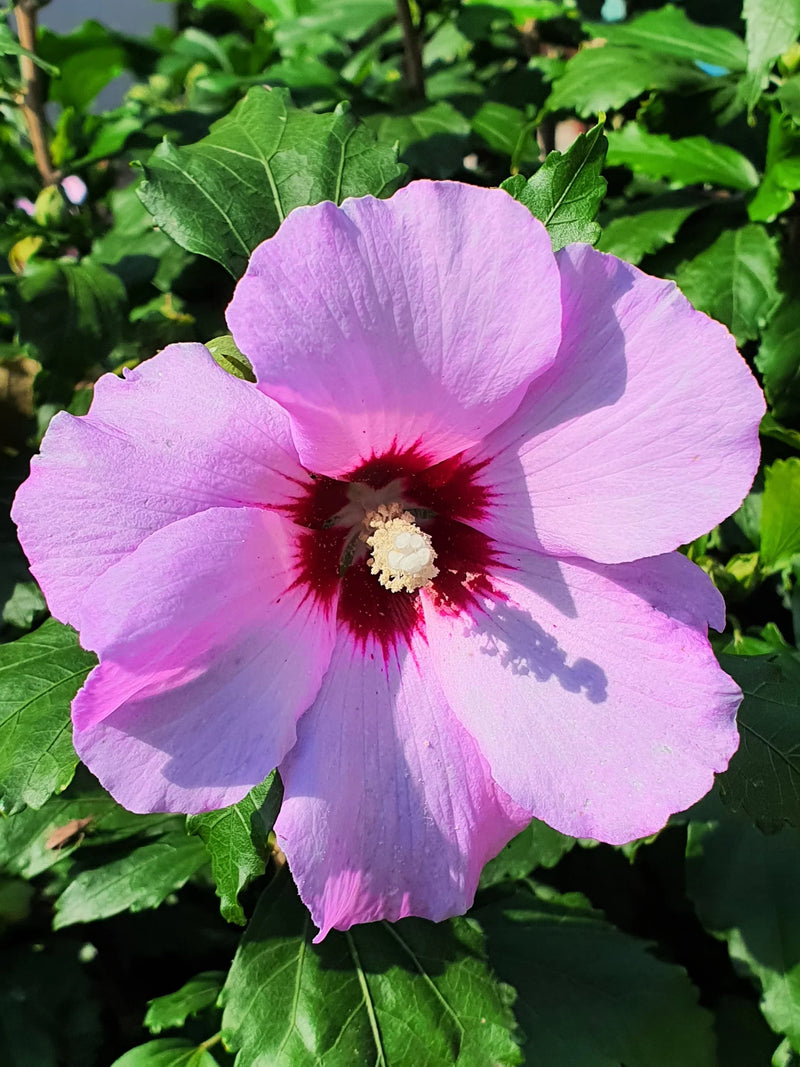 Hibiscus (Hibiscus syriacus) 1 - Achat en ligne