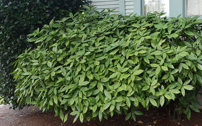 Aucuba du Japon (Aucuba Japonica Variegata) 1 - Achat en ligne