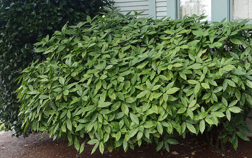 Aucuba du Japon (Aucuba Japonica Variegata) 1 - Achat en ligne