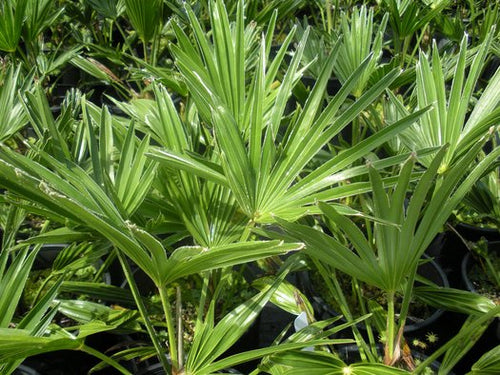 Palmier de Chusan (Trachycarpus Wagnerianus) 1 - Achat en ligne