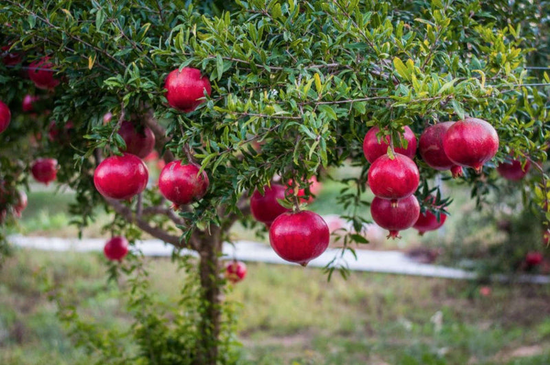 Grenadier (Punica Granatum) 1 - Achat en ligne