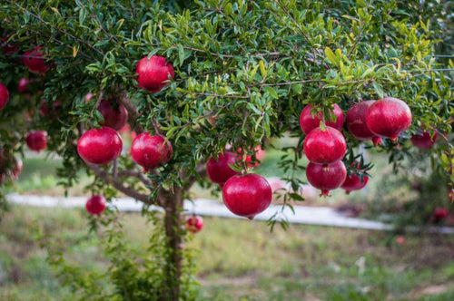 Grenadier (Punica Granatum) 1 - Achat en ligne
