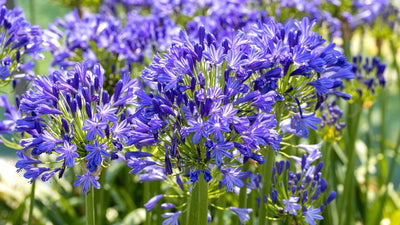 Agapanthe (Agapanthus) 1 - Achat en ligne