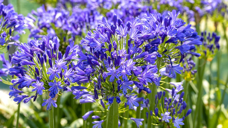 Agapanthe (Agapanthus) 1 - Achat en ligne