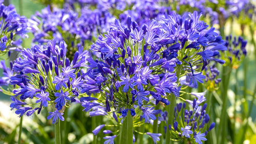 Agapanthe (Agapanthus) 1 - Achat en ligne