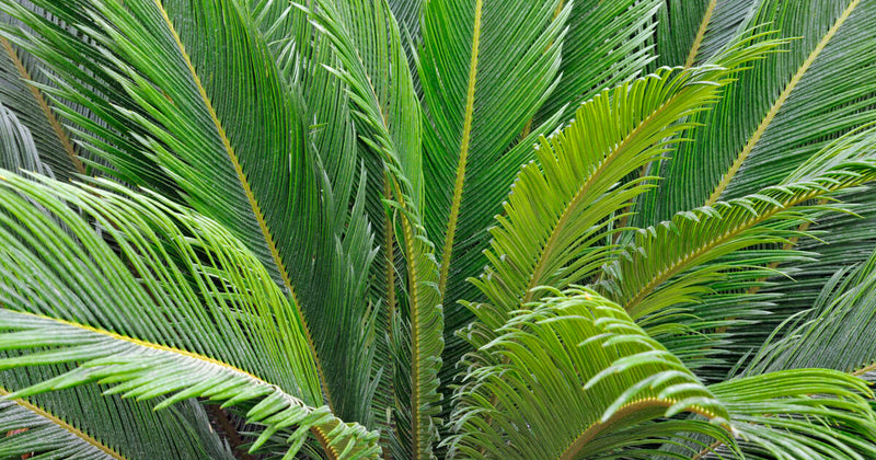 Cycas du Japon (Cycas Revoluta) 1 - Achat en ligne