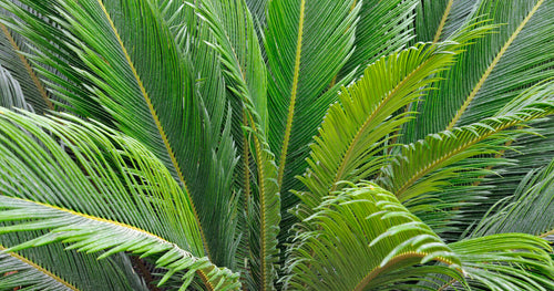 Cycas du Japon (Cycas Revoluta) 1 - Achat en ligne