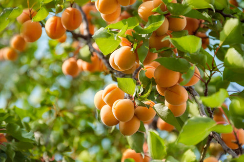 Abricotier Jaune orangé (Prunus Armeniaca) 1 - Achat en ligne