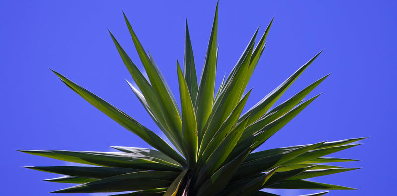 Yucca (Yucca Rostrata) 3 - Achat en ligne