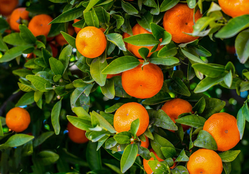 Mandarinier (Citrus Deliciosa) 2 - Achat en ligne