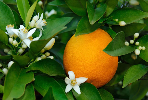 Orangers 1 - Achat en ligne