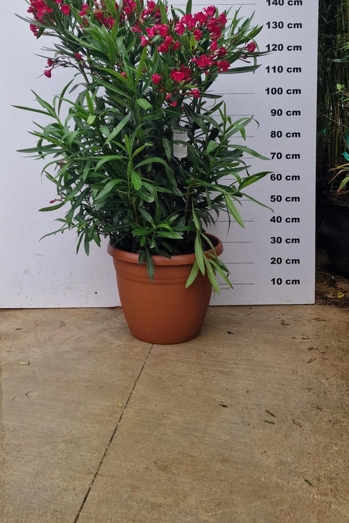 Pot Bologna - 40/80/110L 1 - Achat en ligne