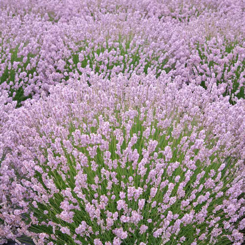 Lavande rose (Lavandula Angustifolia Rosea) 1 - Achat en ligne