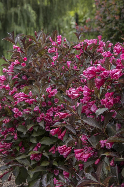 Weigela à feuilles rouges (Weigela x florida Alexandra) 1 - Achat en ligne