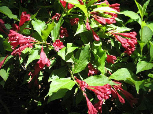 Weigelia à fleurs rouges (Weigela x florida Red Prince) 1 - Achat en ligne