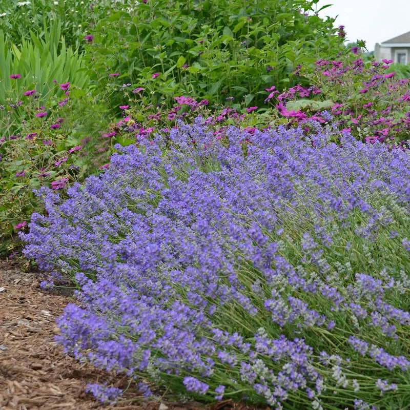 Lavande bleue (Lavandula Angustifolia Hidcote) 2 - Achat en ligne