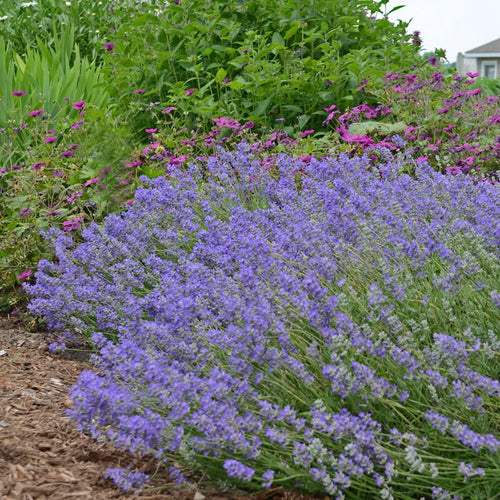 Lavande bleue (Lavandula Angustifolia Hidcote) 1 - Achat en ligne
