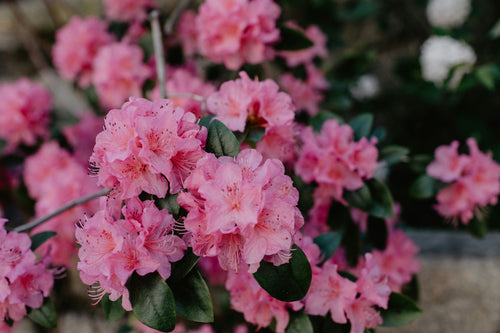 Rhododendron 1 - Achat en ligne