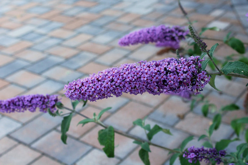 Buddleia (Budleja) 3 - Achat en ligne