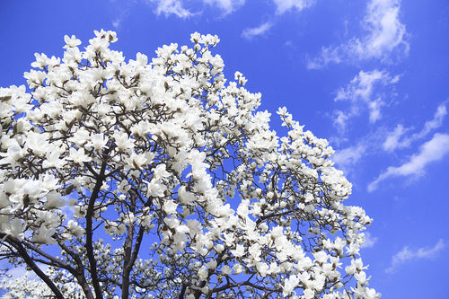 Magnolia Yulan (Denudata Double Diamond) 1 - Achat en ligne