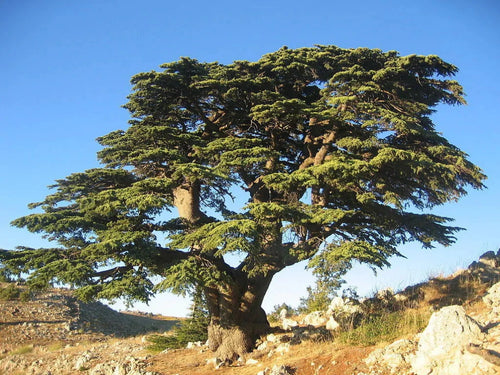 Cèdre du Liban 1 - Achat en ligne