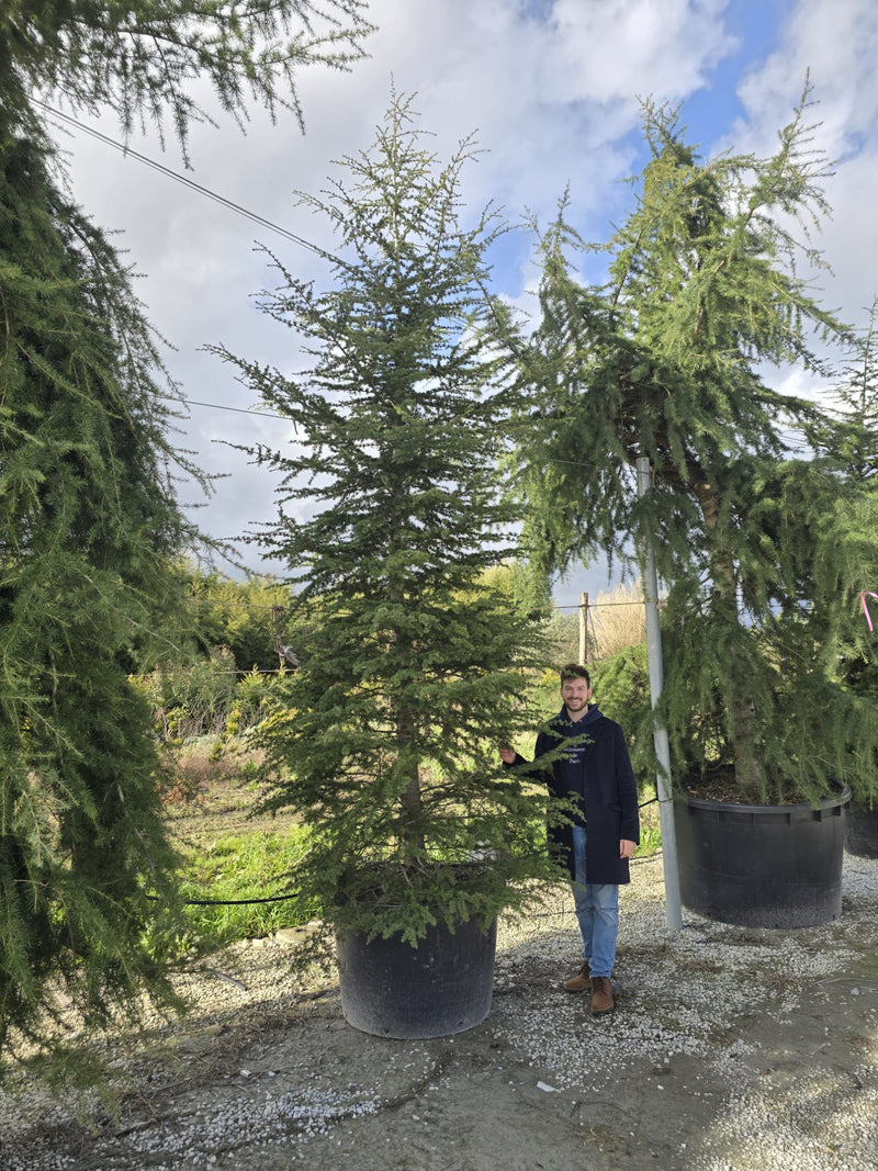 Cèdre du Liban 3 - Achat en ligne