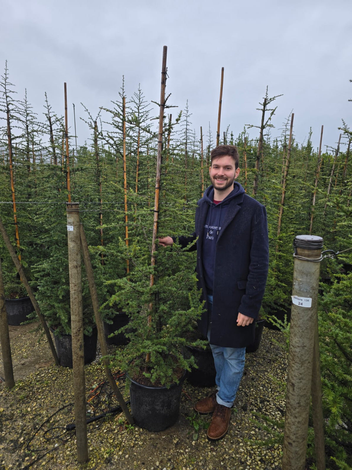 Cèdre du Liban 4 - Achat en ligne