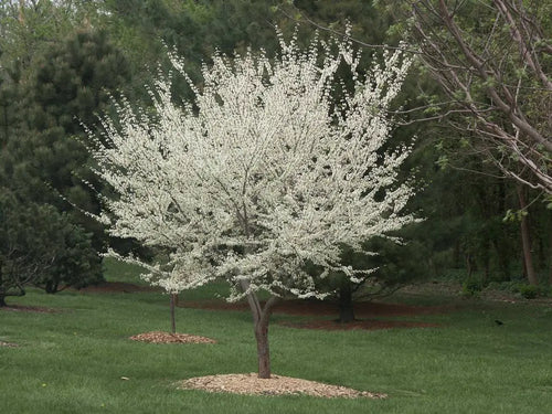Arbre de Judée à fleurs blanches (Cercis Chinensis Shirobana) 1 - Achat en ligne