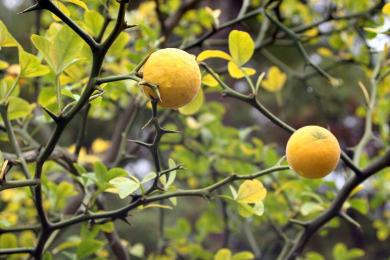 Citronnier Épineux 1 - Achat en ligne
