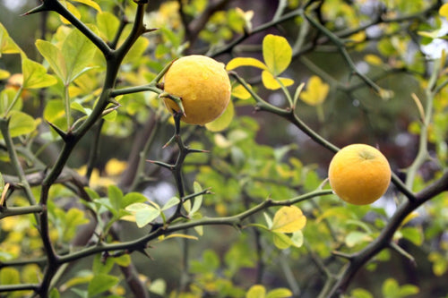 Citronnier Épineux 1 - Achat en ligne