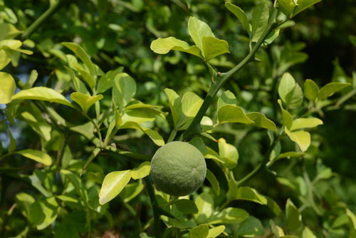 Citronnier Épineux 1 - Achat en ligne