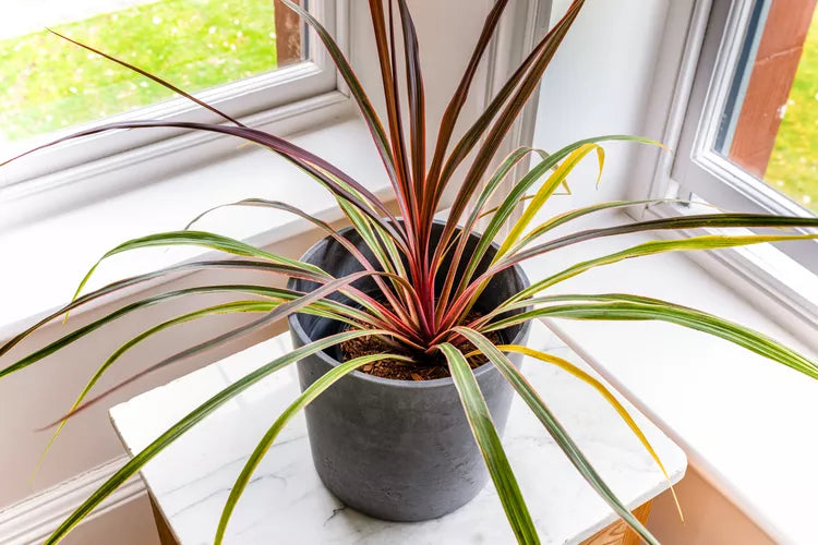 Cordyline (Dracaena) 1 - Achat en ligne