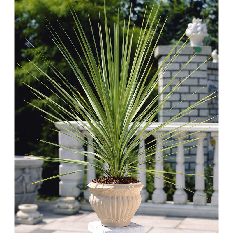 Cordyline (Dracaena) 3 - Achat en ligne