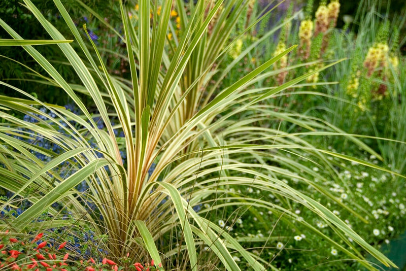Cordyline (Dracaena) 2 - Achat en ligne