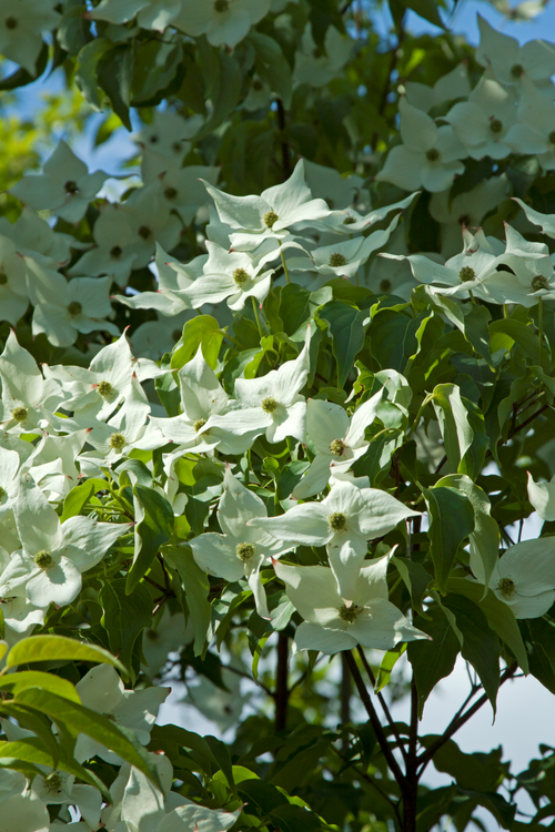 Cornouiller du Japon blanc (Cornus Kousa Milky-way) 1 - Achat en ligne