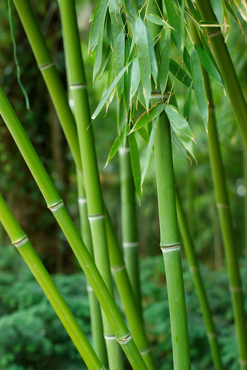Bambou Bissetii 1 - Achat en ligne