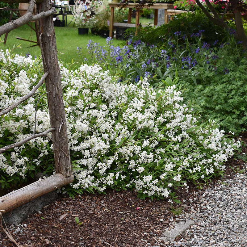 Deutzia (Deutzia Gracilis) 3 - Achat en ligne