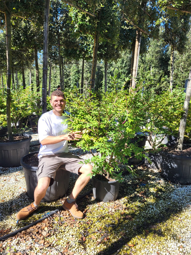 Fusain Ailé (Euonymus atalus)