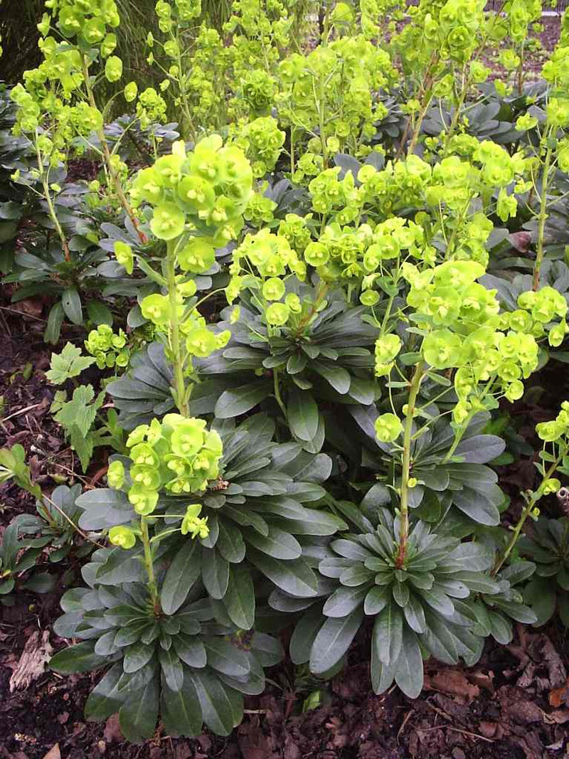 Euphorbe (amygdaloïdes var. robbiae) 3 - Achat en ligne